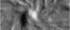 Dictyostelium discoideum Dictyostelium discoideum