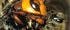 Apis mellifera Apis mellifera
