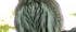 Glaucidium hoskinsii Glaucidium hoskinsii