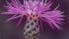 Centaurea maculosa