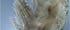 Macrocyclops albidus Macrocyclops albidus