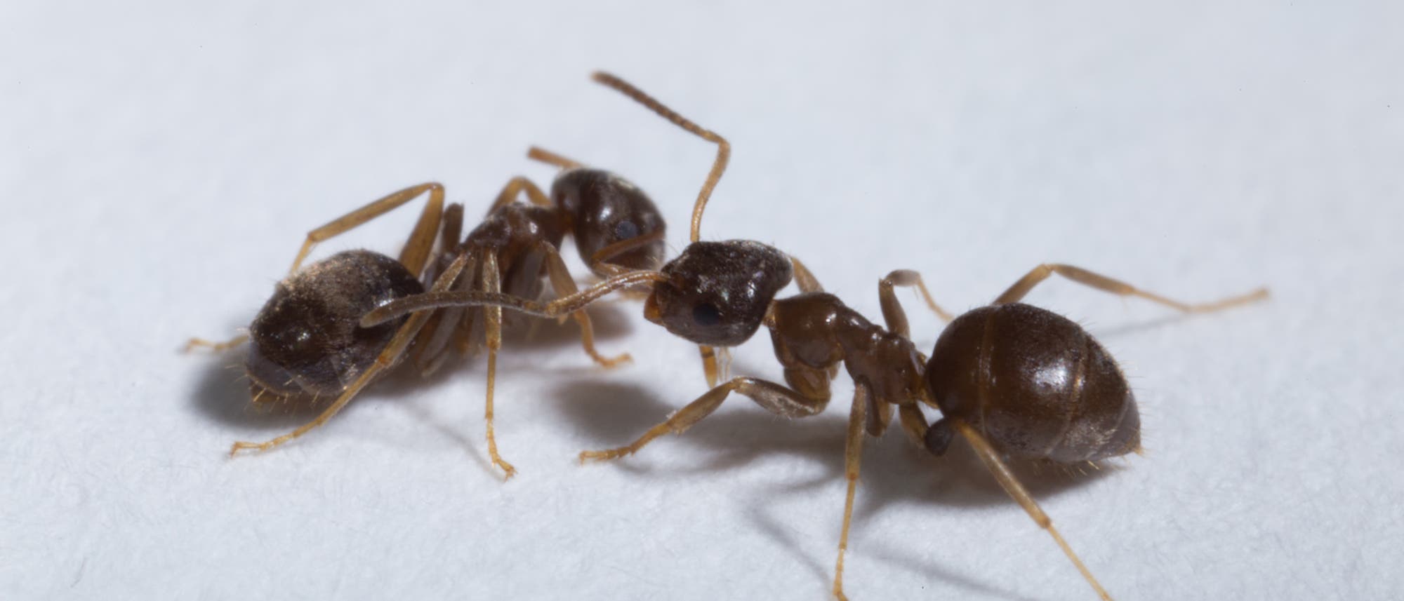 Ameisen der Art Lasius neglectus Ameisen der Art Lasius neglectus