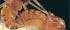 <i>Drosophila melanogaster</i> <i>Drosophila melanogaster</i>