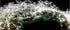 Phytophthora infestans Phytophthora infestans