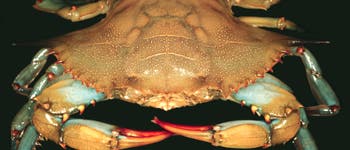 <i>Callineetes sapidus</i> <i>Callineetes sapidus</i>