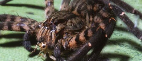 <i>Cupiennius salei</i> <i>Cupiennius salei</i>