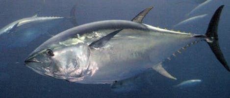 <i>Thunnus orientalis</i> <i>Thunnus orientalis</i>