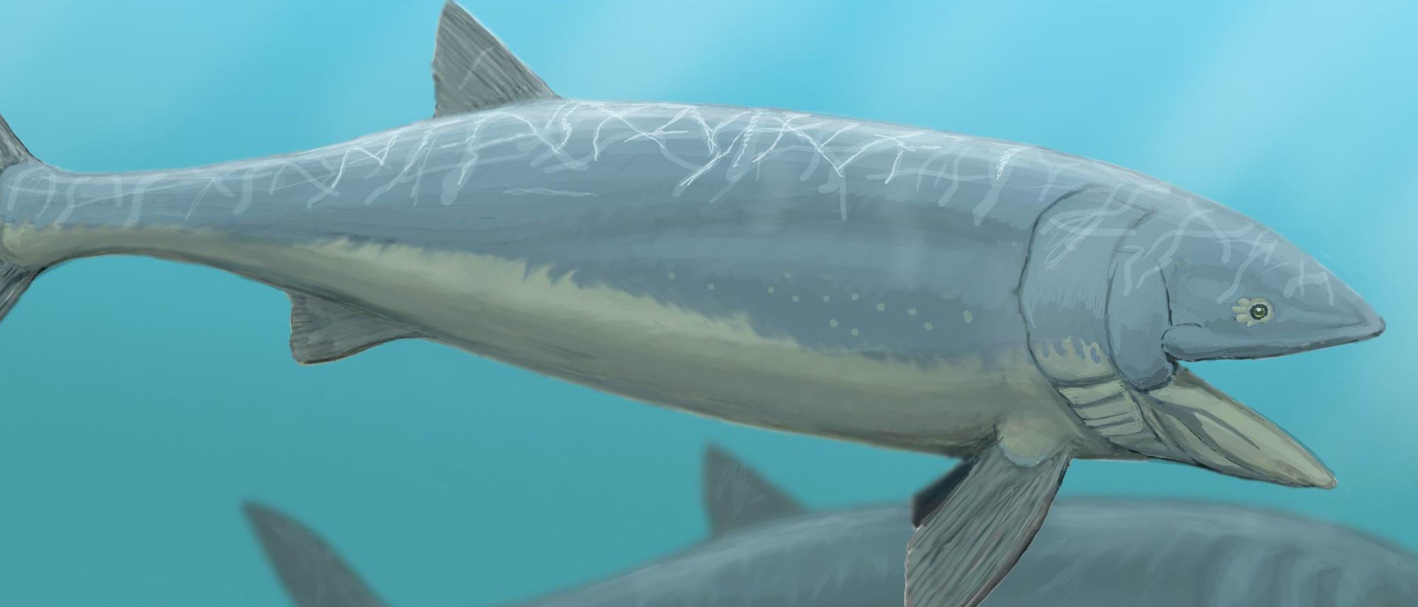 Leedsichthys problematicus Leedsichthys problematicus