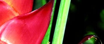 <i>Heliconia</i> <i>Heliconia</i>
