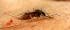 <i>Anopheles<i> <i>Anopheles<i>