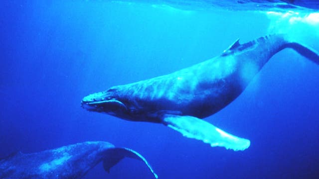 Wale werden durch laute Geräusche in ihrer Kommunikation und Orientierung beeinflusst.
