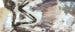 Microraptor Microraptor