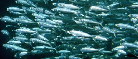 Sardinen Sardinen