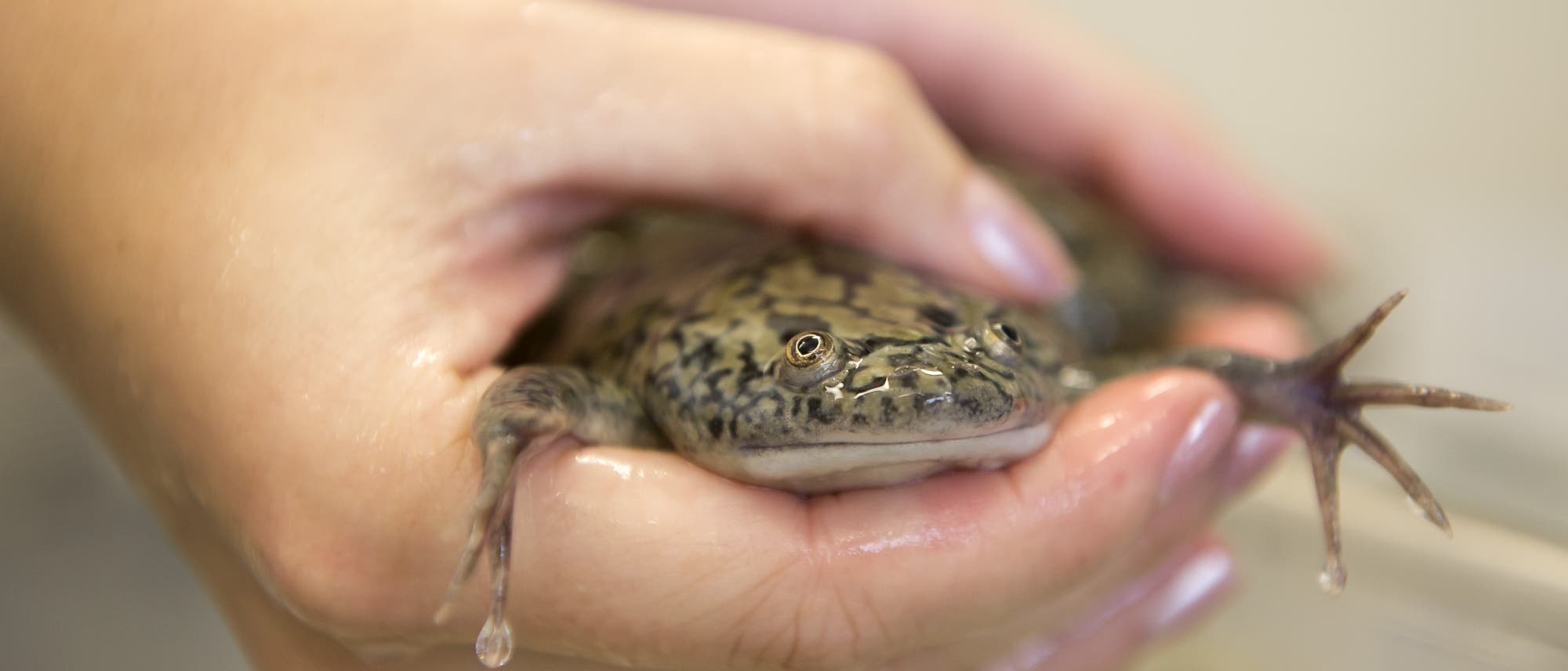 Eine Studentin hält einen Afrikanischen Krallenfrosch (Xenopus laevis) in den Händen. Eine Studentin hält einen Afrikanischen Krallenfrosch (Xenopus laevis) in den Händen.