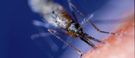 <i>Anopheles gambiae</i> <i>Anopheles gambiae</i>