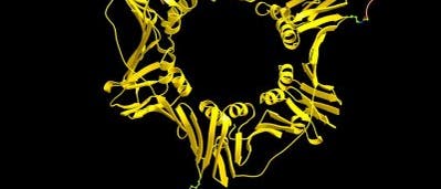 PCNA-Molekül PCNA-Molekül