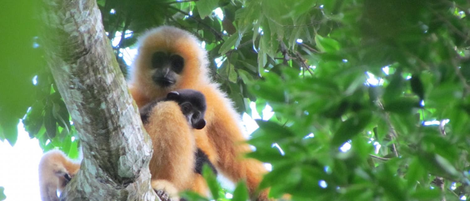 Hainan-Gibbon mit Nachwuchs Hainan-Gibbon mit Nachwuchs