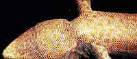 Gecko von unten Gecko von unten