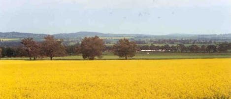Rapsfeld Rapsfeld