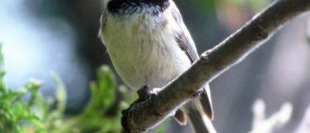 <I>Poecile atricapillus</I> <I>Poecile atricapillus</I>