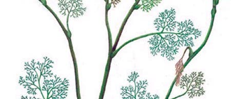<I>Archaefructus sinensis</I> <I>Archaefructus sinensis</I>