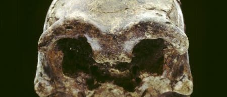 Schädel von Homo erectus Schädel von Homo erectus