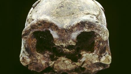 Schädel von Homo erectus