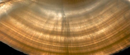 Otolith Otolith