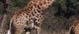 Giraffe Giraffe