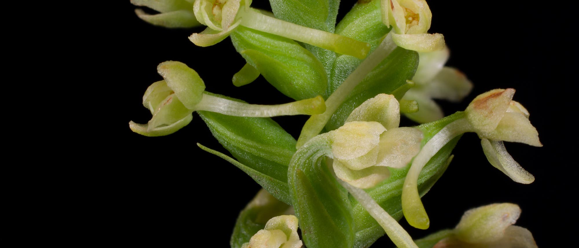 Plantanthera clavellata Plantanthera clavellata