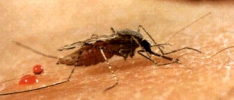 <i>Anopheles</i> <i>Anopheles</i>