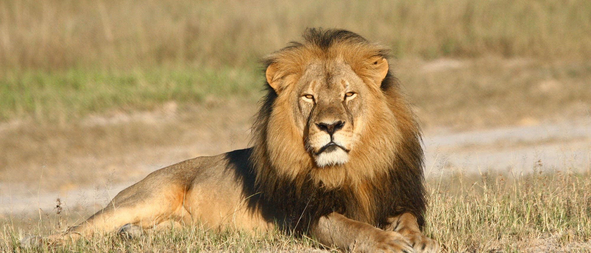 Cecil, der Löwe Cecil, der Löwe