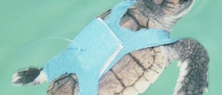 <I>Caretta caretta</I> <I>Caretta caretta</I>