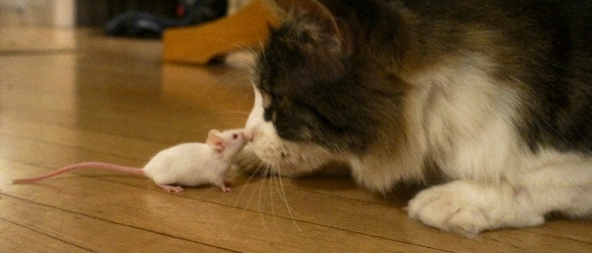 Katz und Maus Katz und Maus