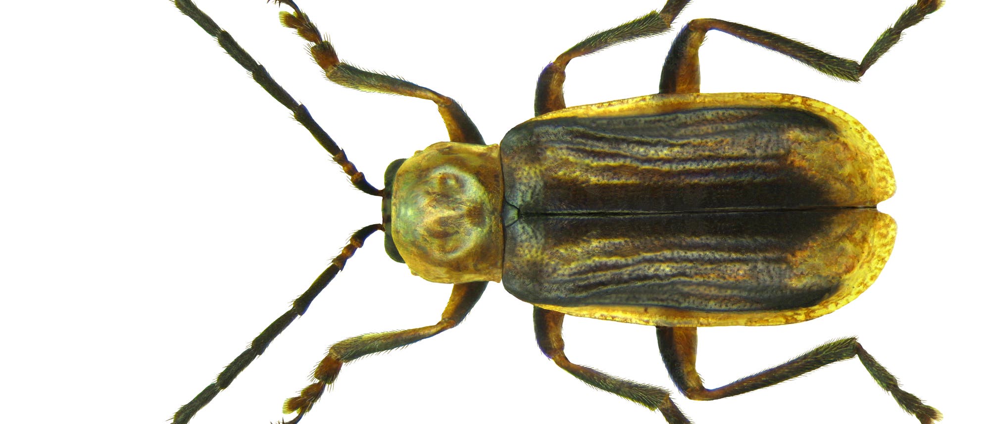 Ein gefräßiges Insekt bedroht die Maisernten der USA: der Westliche Maiswurzelbohrer (Diabrotica virgifera virgifera). Ein gefräßiges Insekt bedroht die Maisernten der USA: der Westliche Maiswurzelbohrer (Diabrotica virgifera virgifera).