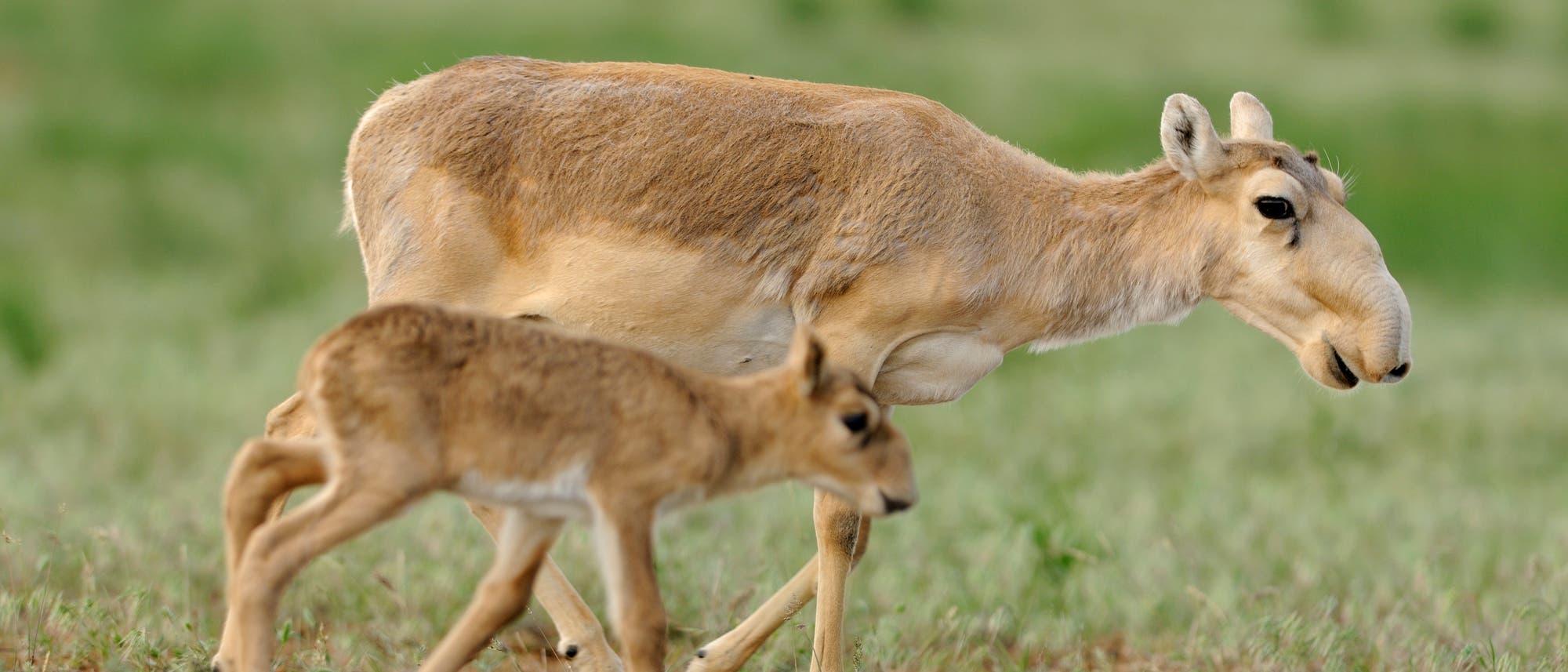 Saiga-Antilope mit Jungtier Saiga-Antilope mit Jungtier
