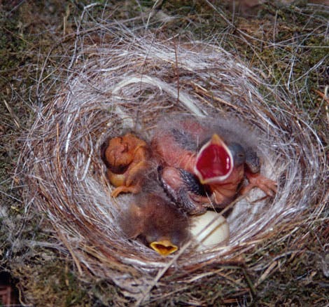 Nest mit Schmarotzerküken