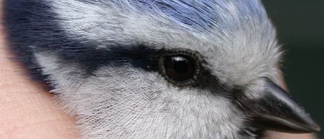 Blaumeise klein Blaumeise klein