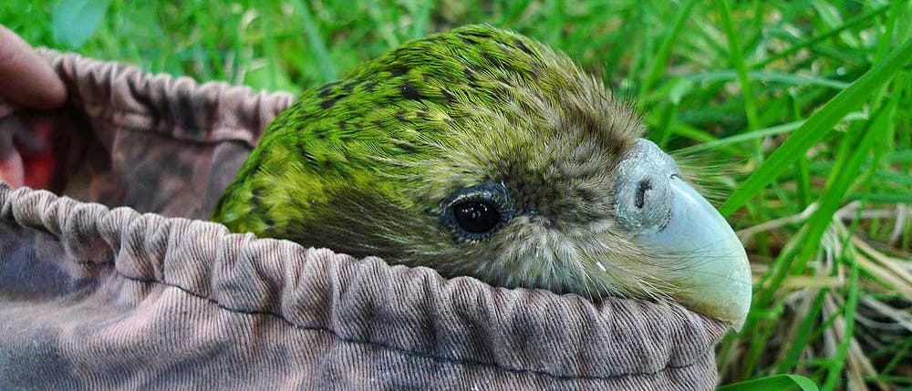 Kakapo Kakapo