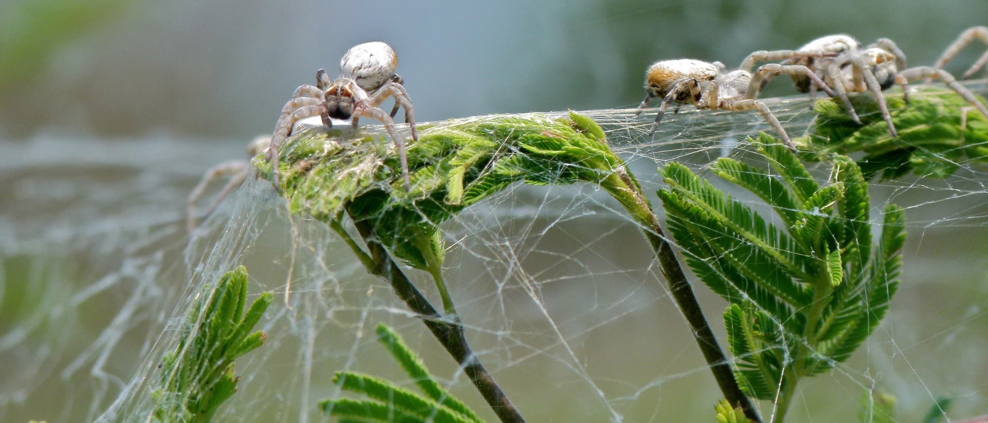 Eine Studie zur koloniebildenden Spinne Stegodyphus dumicola wurde bereits zurückgezogen Eine Studie zur koloniebildenden Spinne Stegodyphus dumicola wurde bereits zurückgezogen
