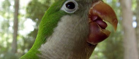 <i>Myiopsitta monachus</i> <i>Myiopsitta monachus</i>