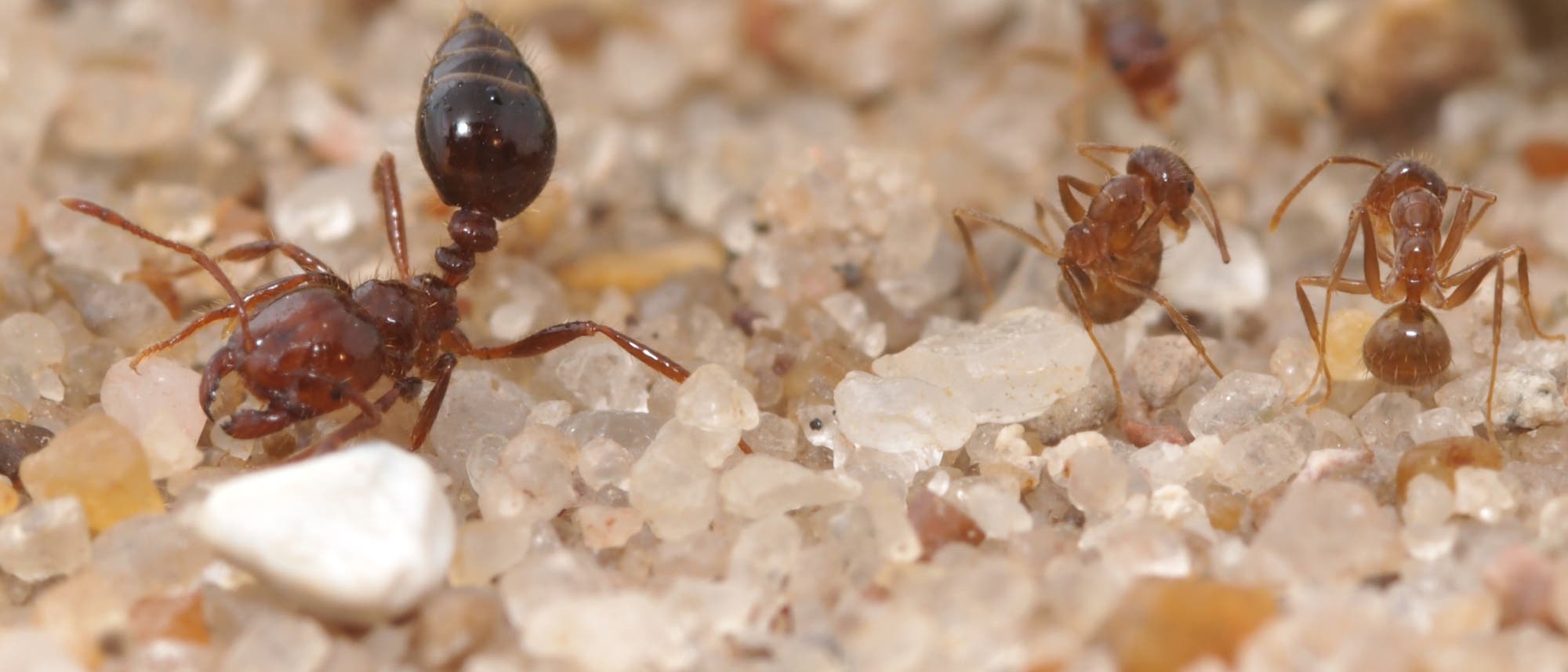 Feuerameise mit zwei Crazy Ants Feuerameise mit zwei Crazy Ants