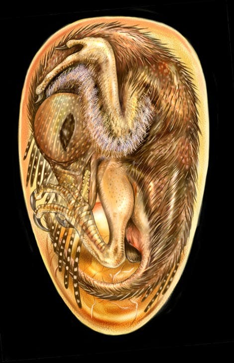 Vogelembryo