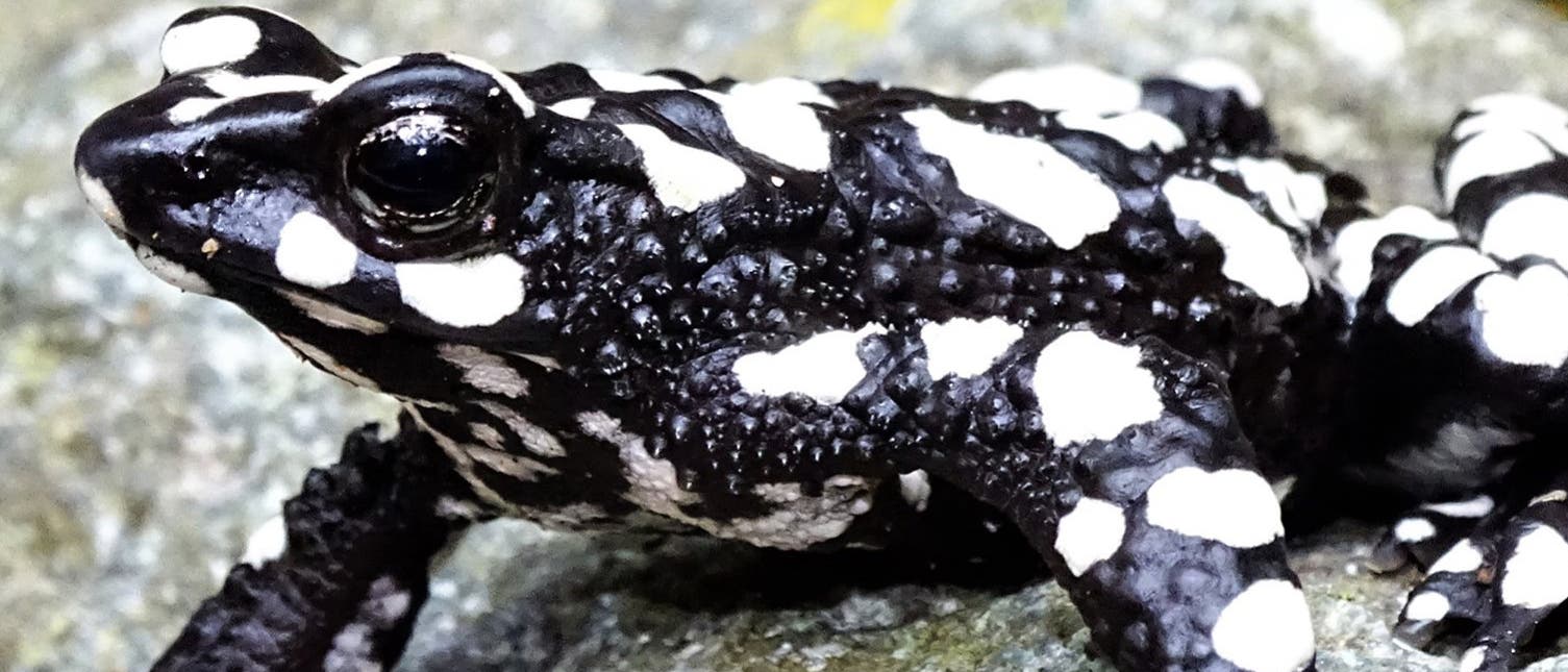 Stummelfußfrosch der Art Atelopus arsyecue Stummelfußfrosch der Art Atelopus arsyecue