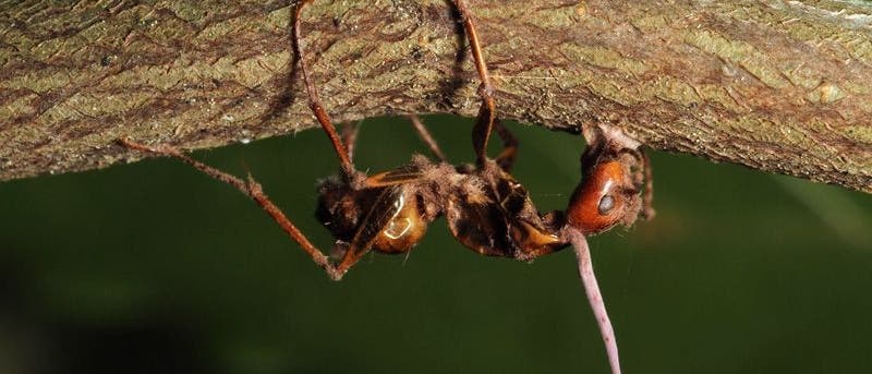Pilzparasit Ophiocordyceps Pilzparasit Ophiocordyceps