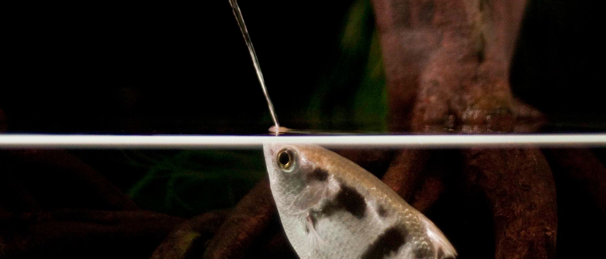 Schützenfisch beim Schuss Schützenfisch beim Schuss