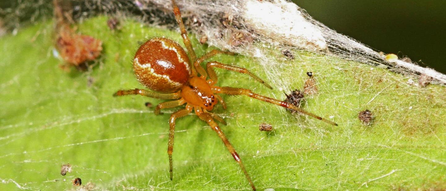 Soziale Spinne aus Südamerika: Anelosimus studiosus Soziale Spinne aus Südamerika: Anelosimus studiosus