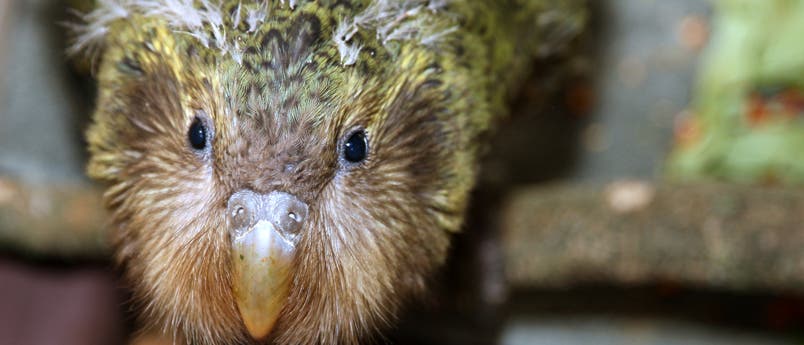 Zwei Monate altes Kakapo-Küken mit Resten des Jugendgefieders Zwei Monate altes Kakapo-Küken mit Resten des Jugendgefieders