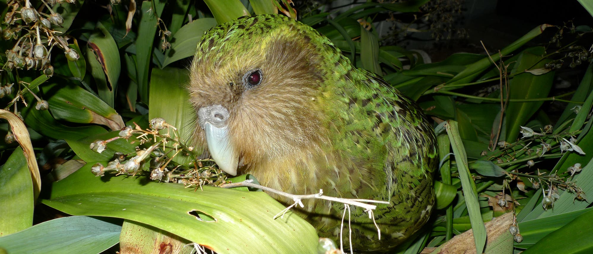 Neuseeländischer Kakapo genießt das wilde Leben auf einer rattenfreien Insel Neuseeländischer Kakapo genießt das wilde Leben auf einer rattenfreien Insel