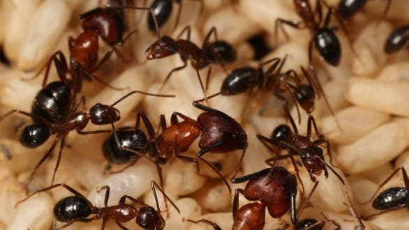 Ameisen in der Kolonie